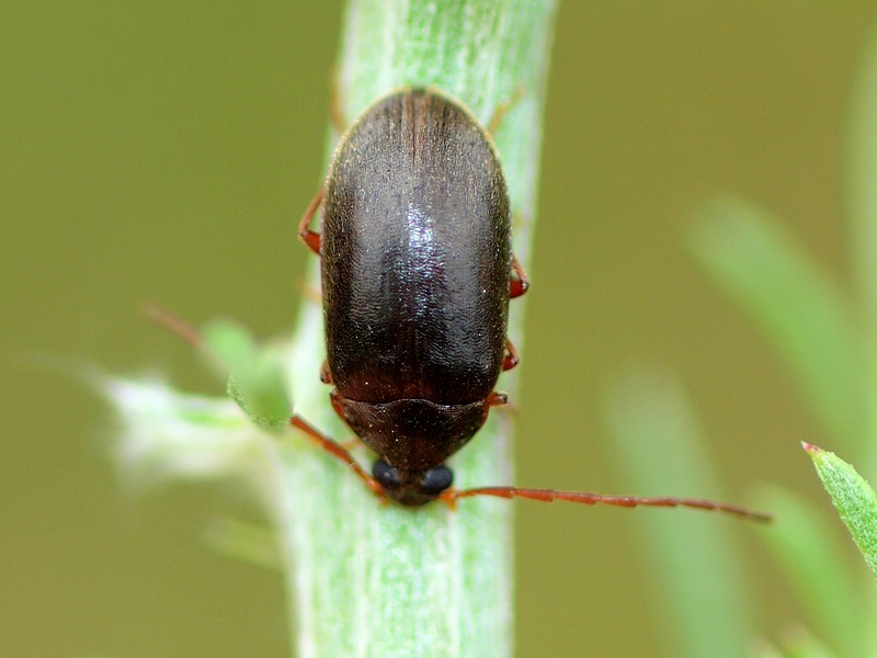 Tenebrionidae Alleculinae